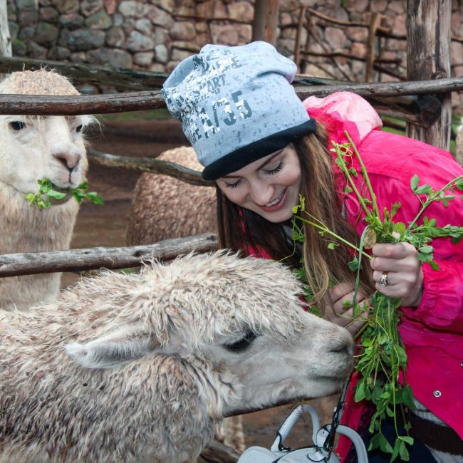 feeding alpaca therapy