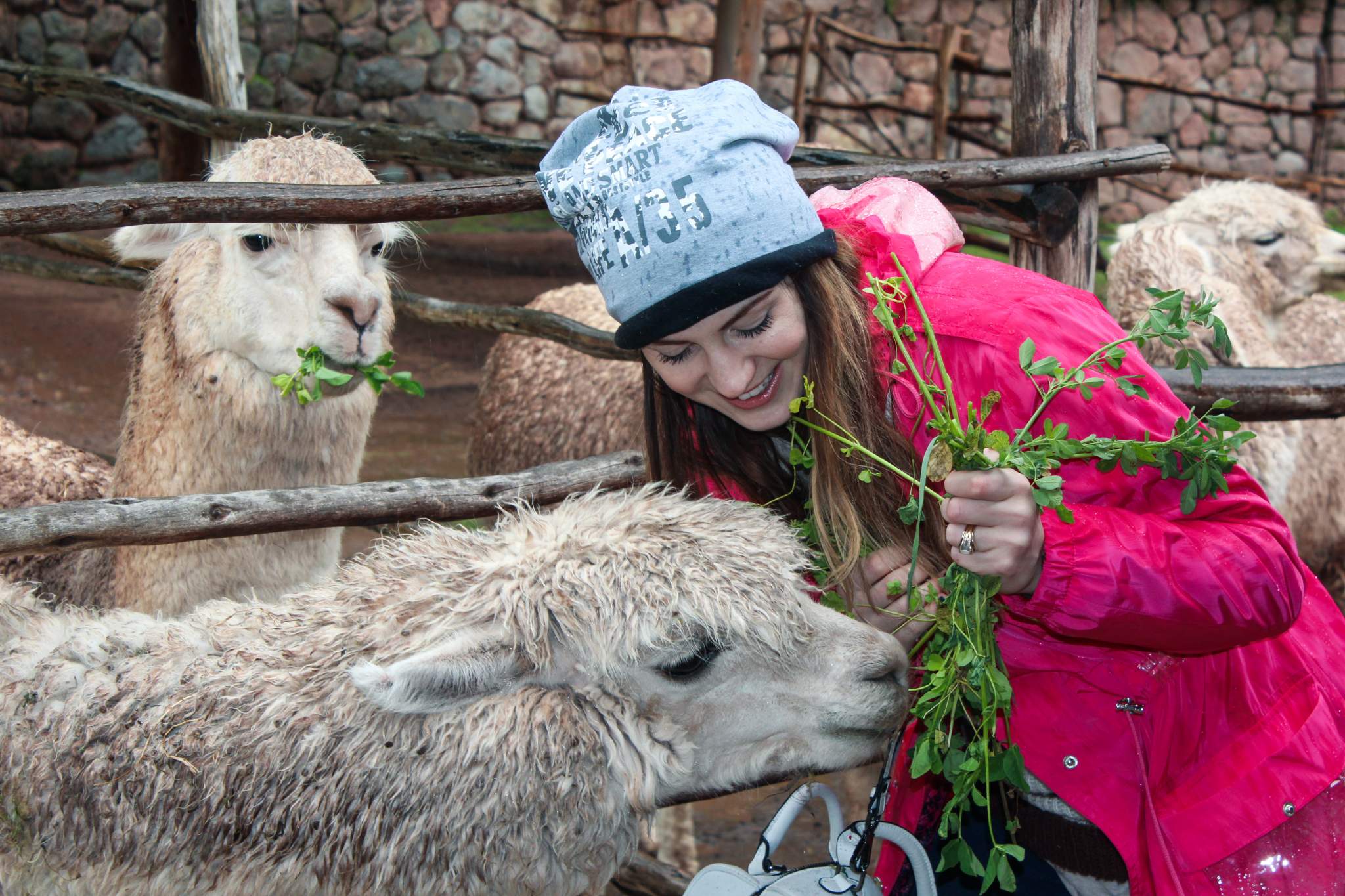 feeding alpaca therapy