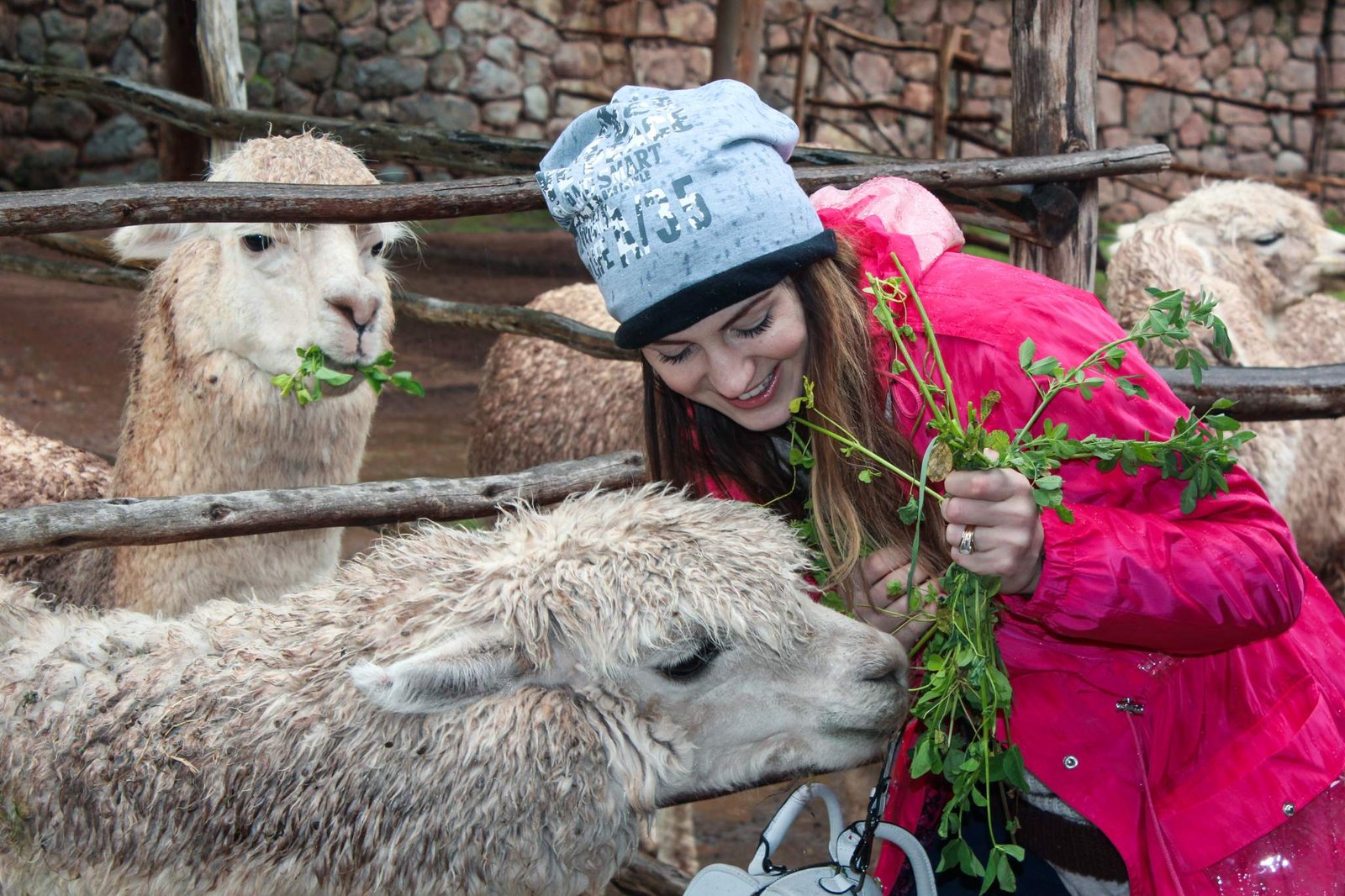 feeding alpaca therapy