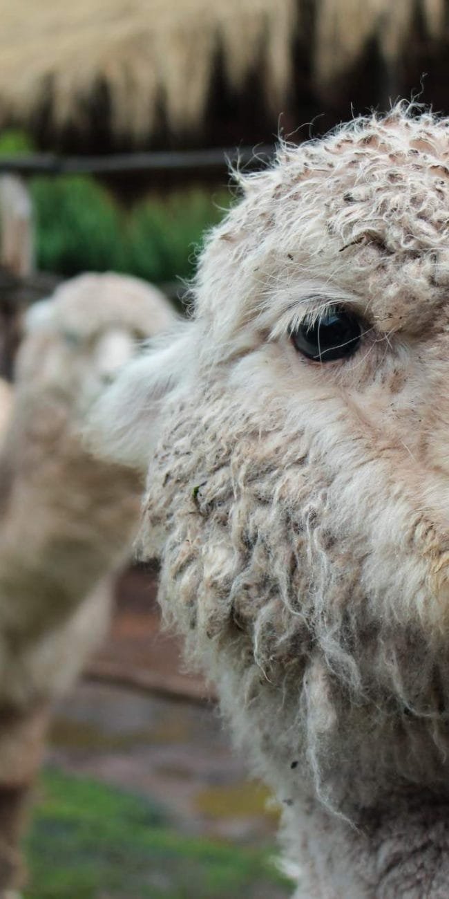 Alpaca llama farm