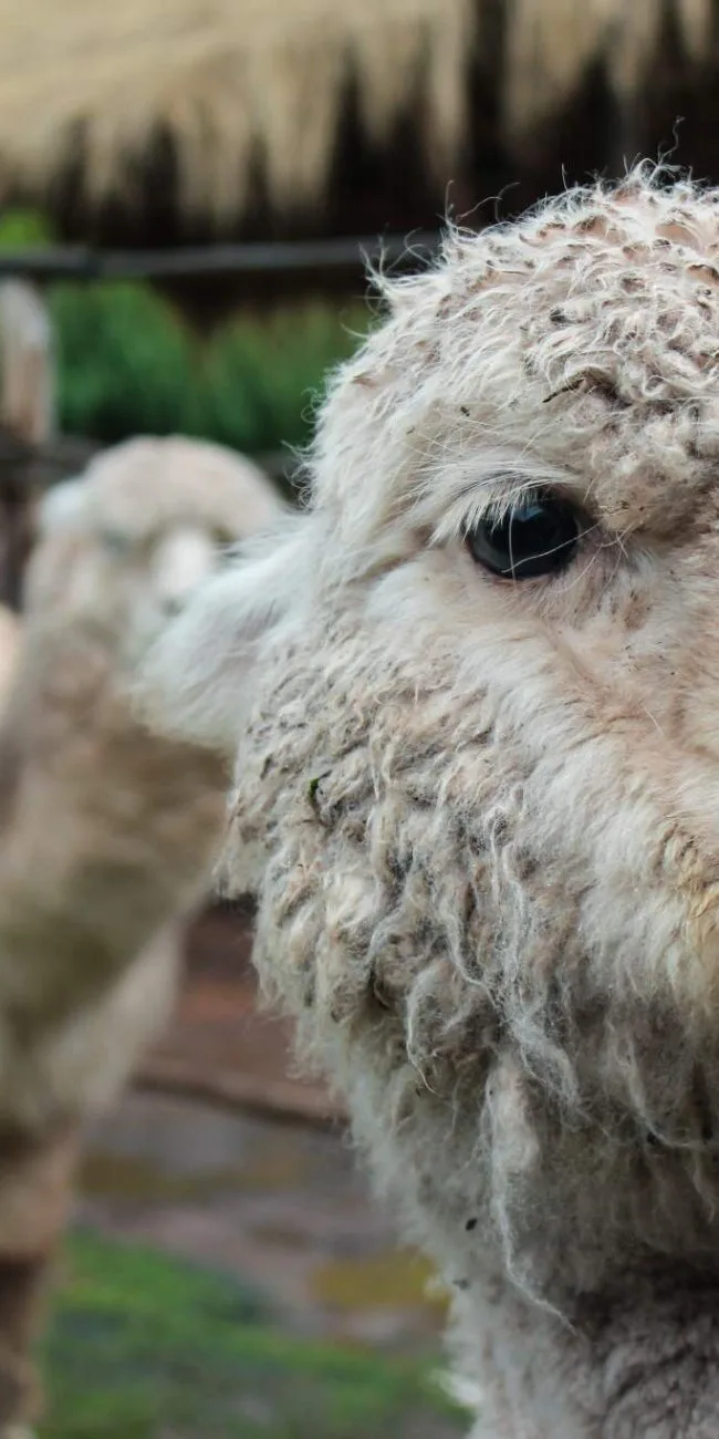 Alpaca llama farm