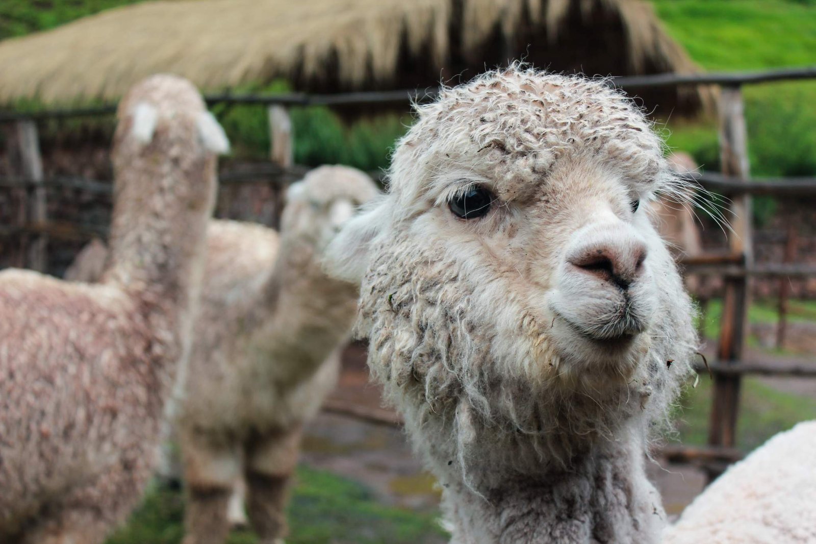 Alpaca llama farm