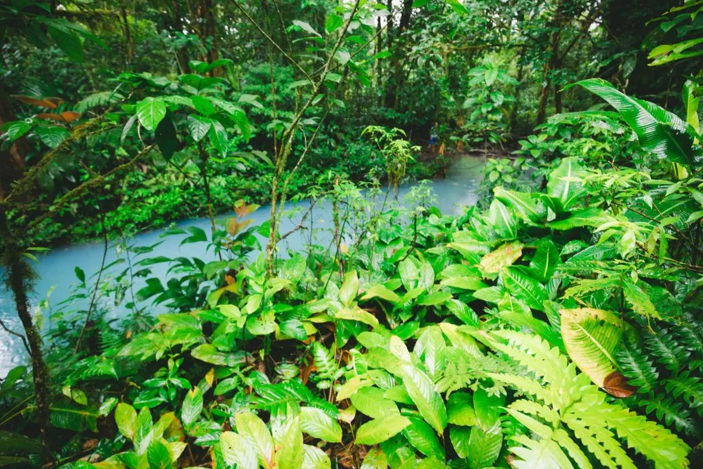 Costa Rica Rio Celeste trail