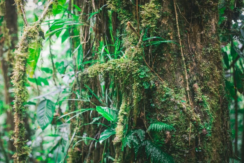 Monteverde cloud forest Epiphytes 