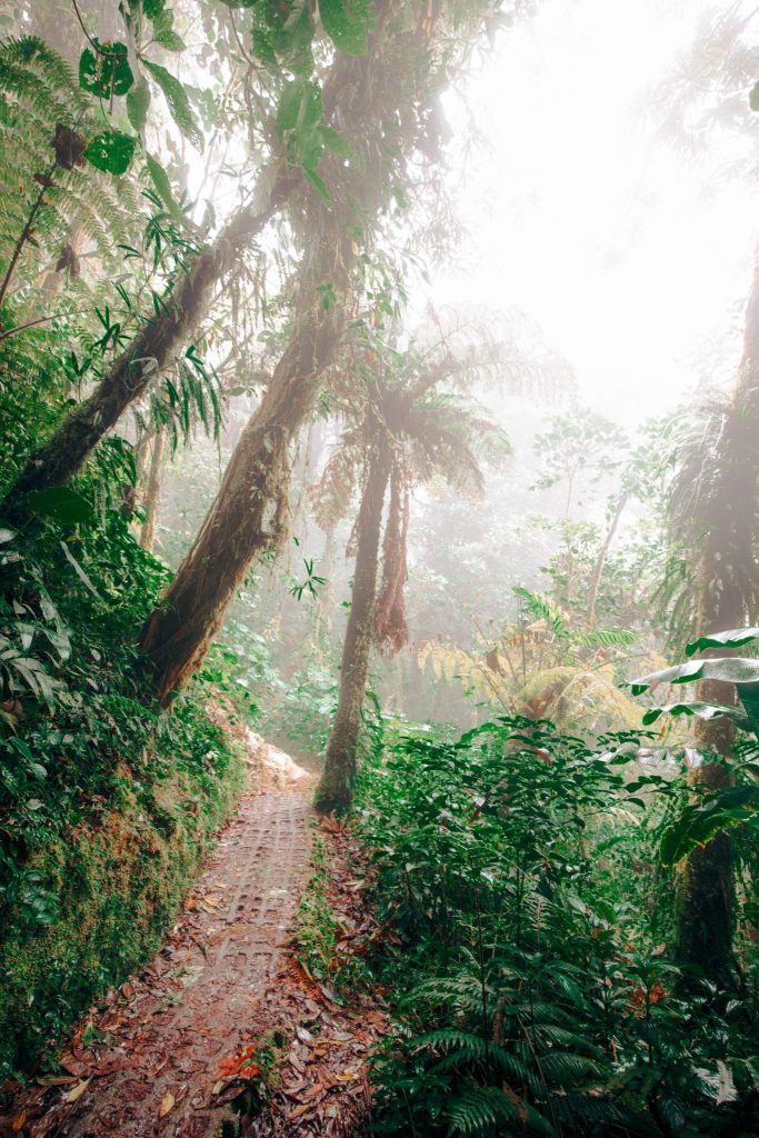 Monteverde Cloud Forest 