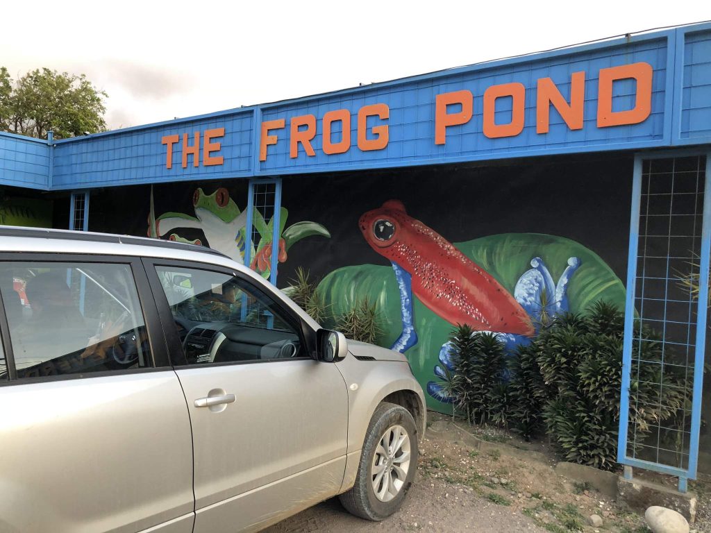 The frog pond Monteverde