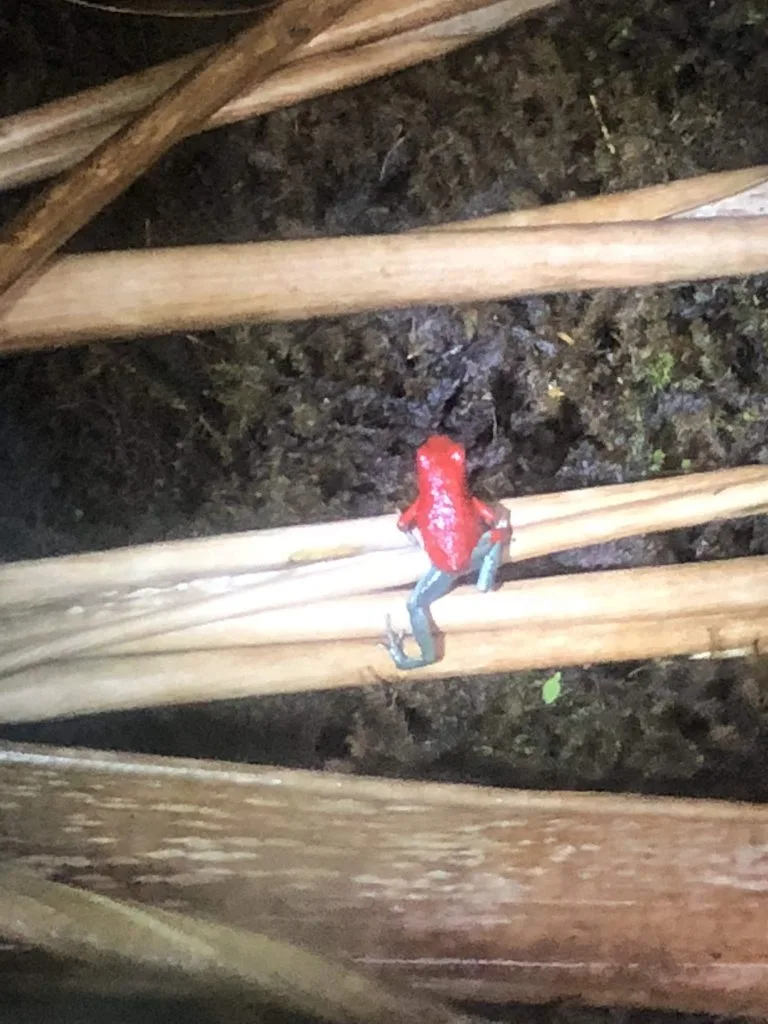 Monteverde frog museum