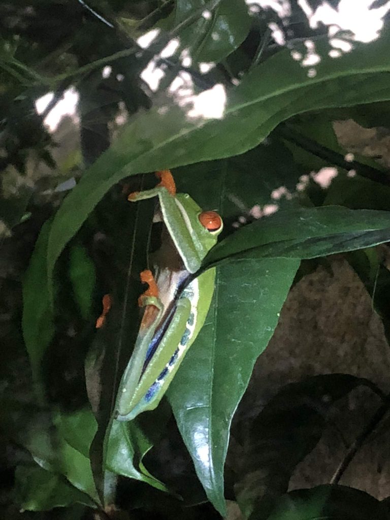 Monteverde frog museum