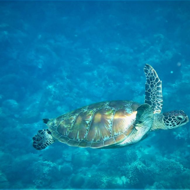 barbados swim with sea turtles