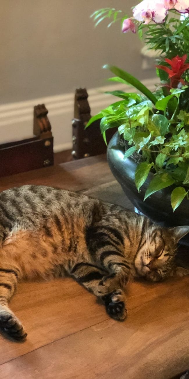 Hemingway house cats tour