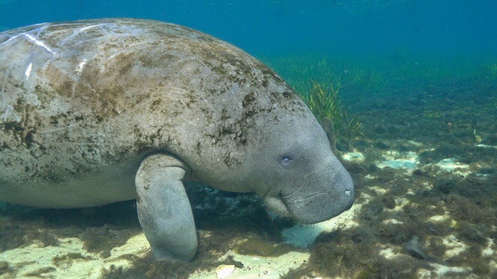 Manatee propeller motor scar 