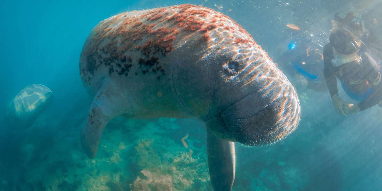 Swimming with manatees Florida