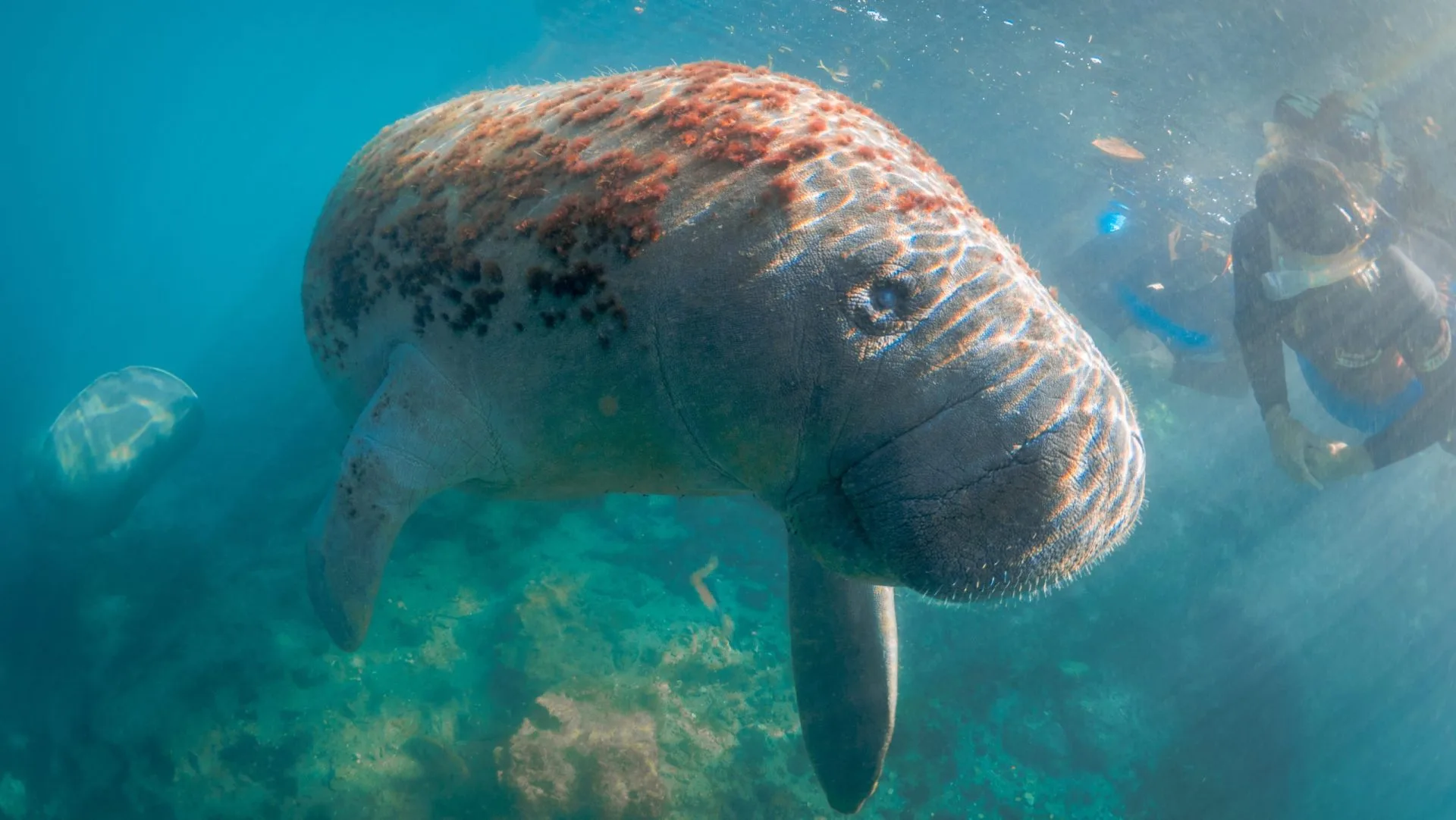 Swimming with manatees Florida