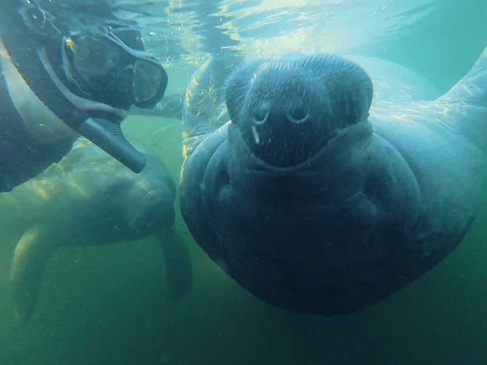 swimming with manatees in Florida