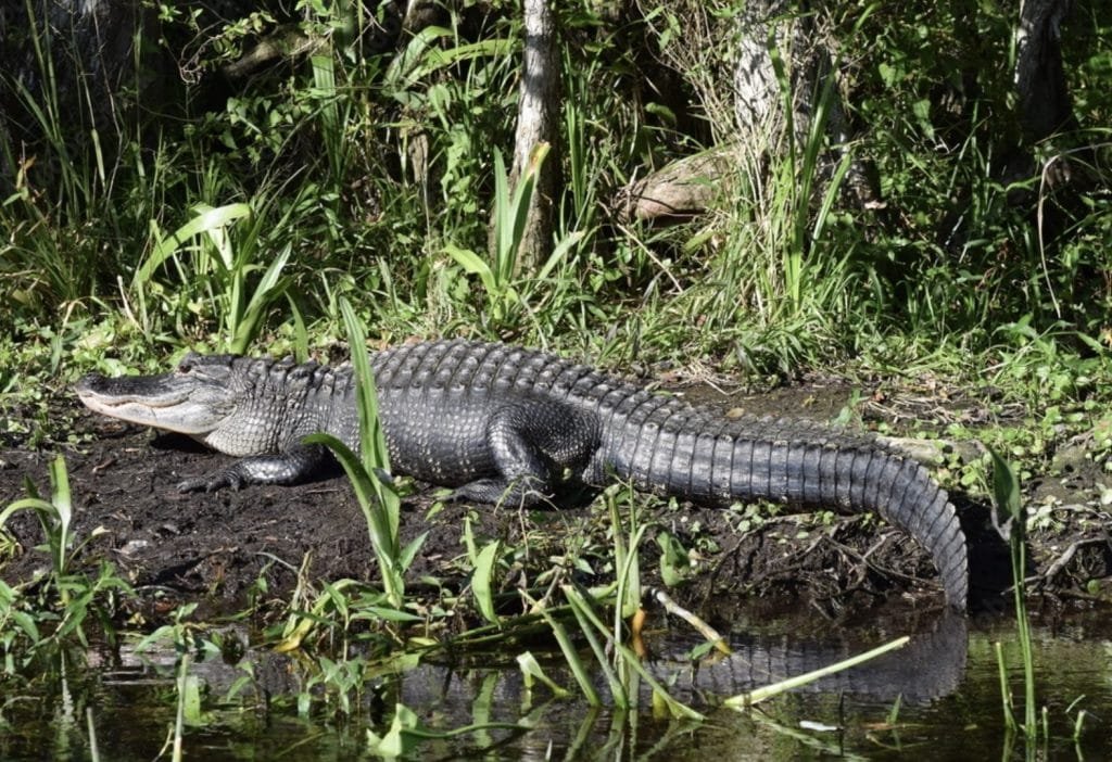 Alligators in Ginnie Springs