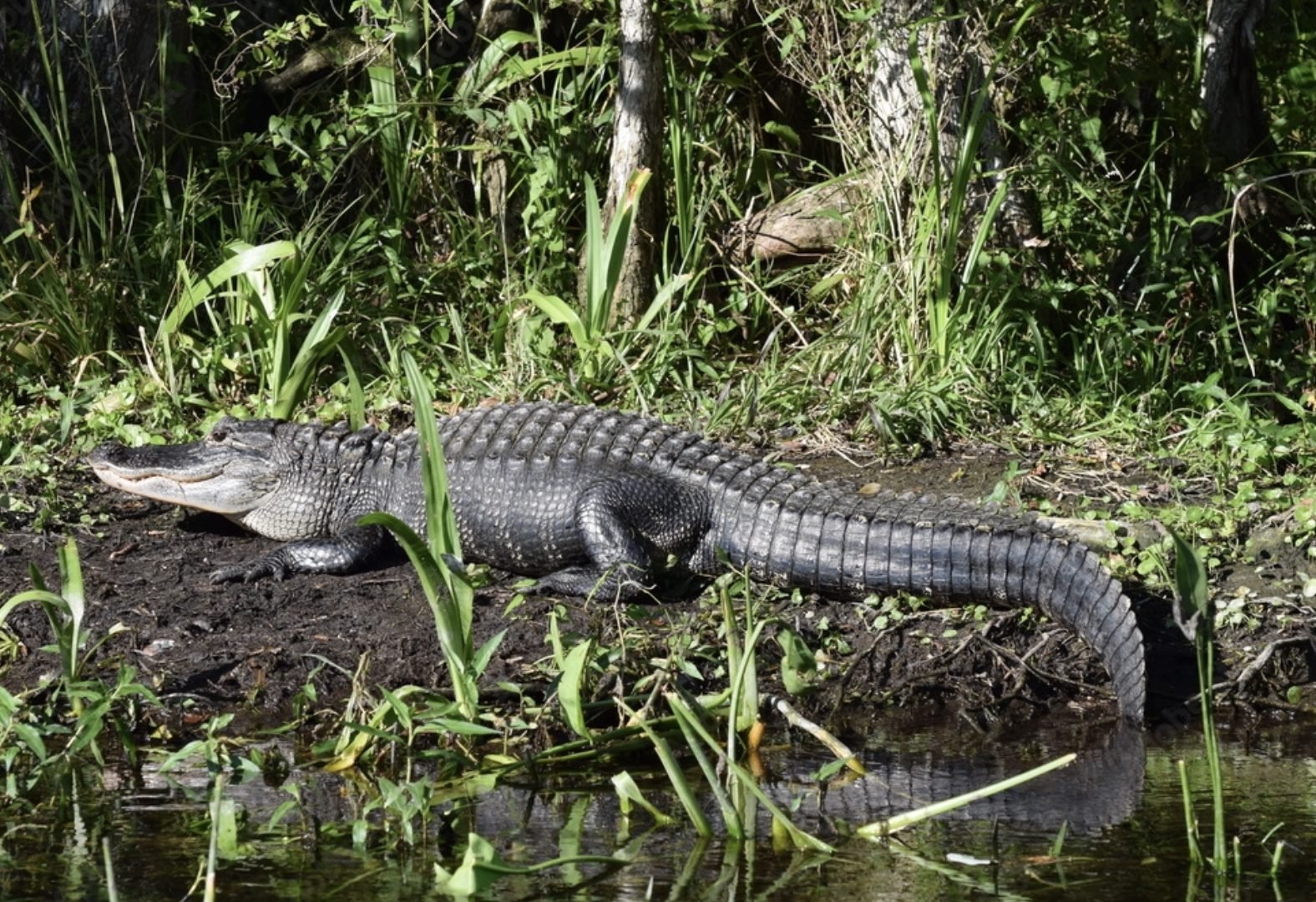 Ginnie Springs Alligators, Tubing and Emerald Waters Travel Blog