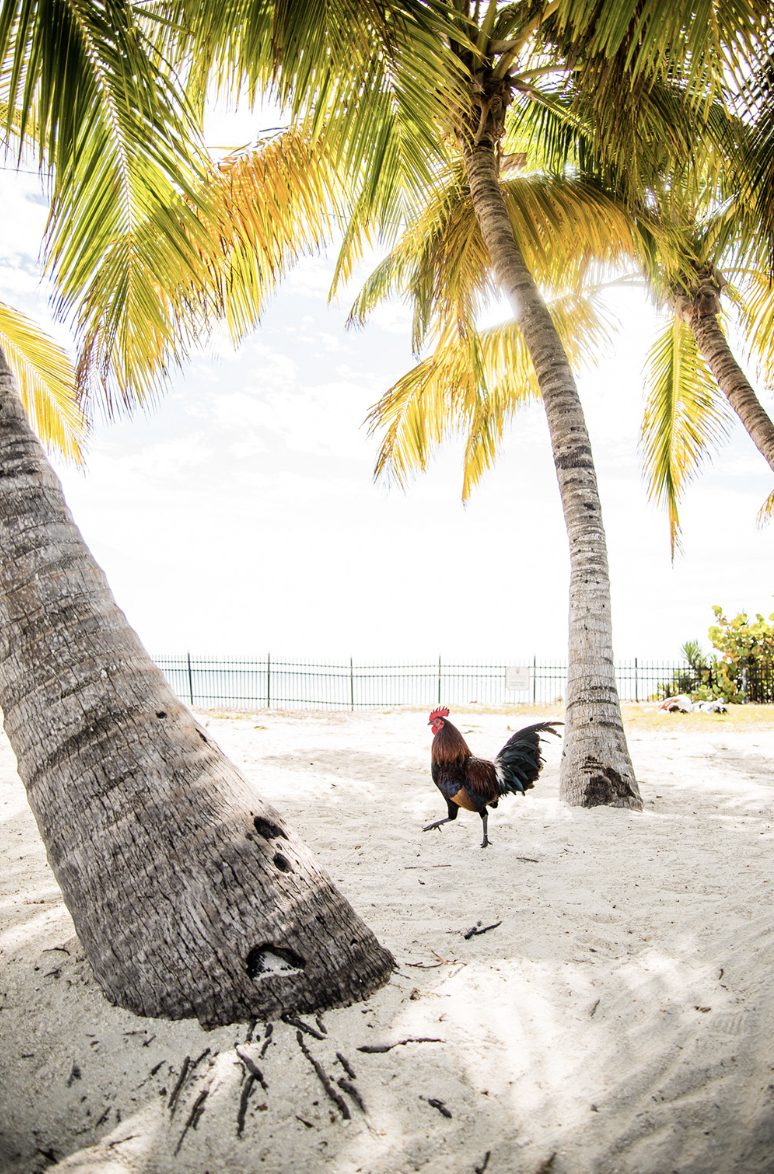 Key West rooster on the beach