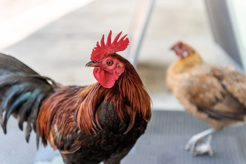 Key West chickens