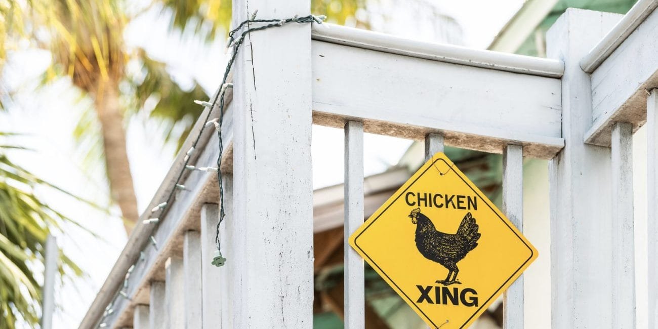 Key West chickens
