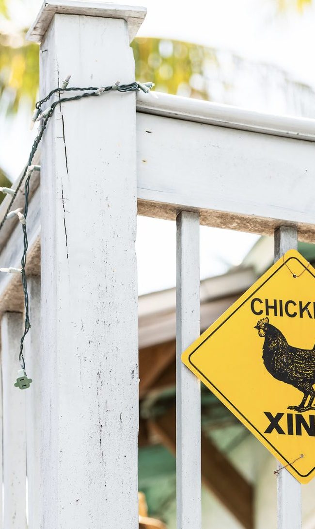 Key West chickens