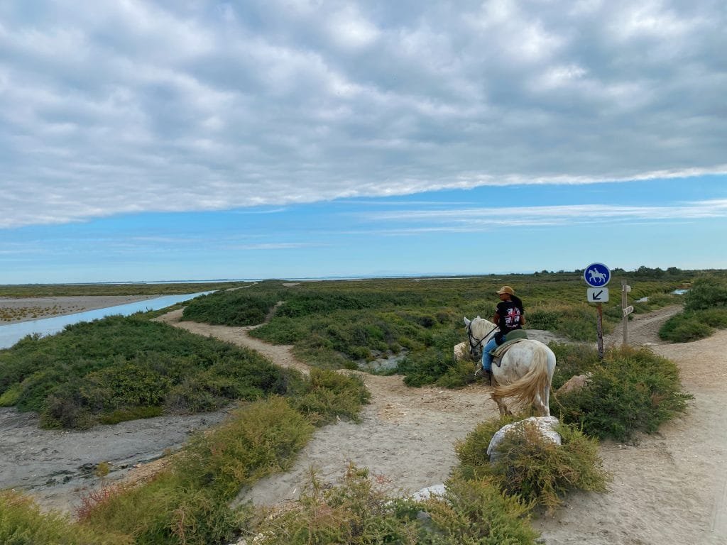 Riding horses in Camargue