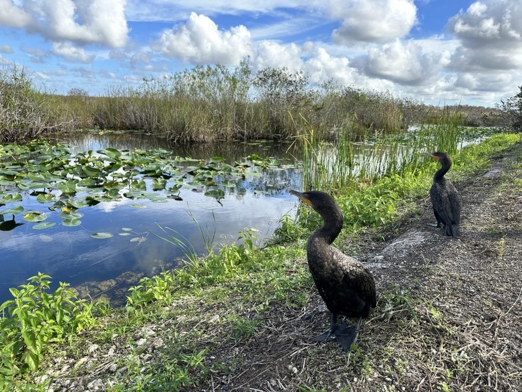 everglades 