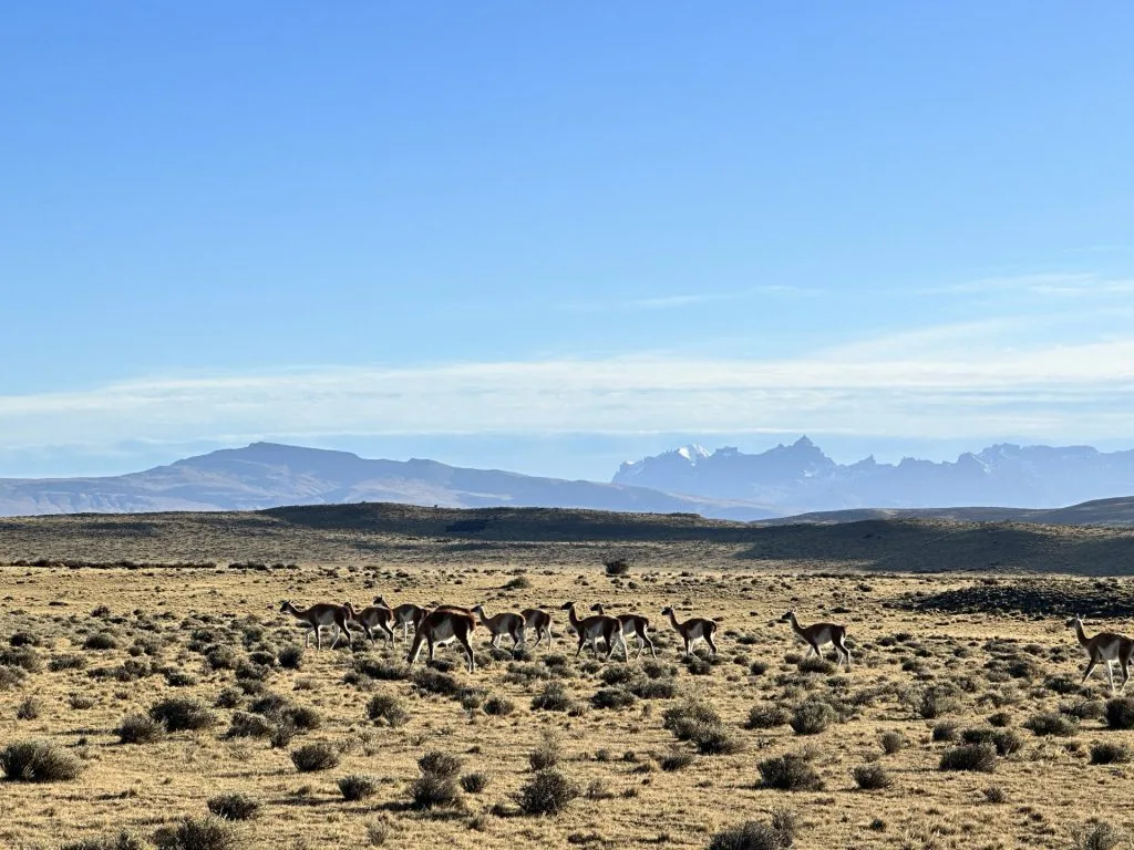 Torres del Paine guanacos