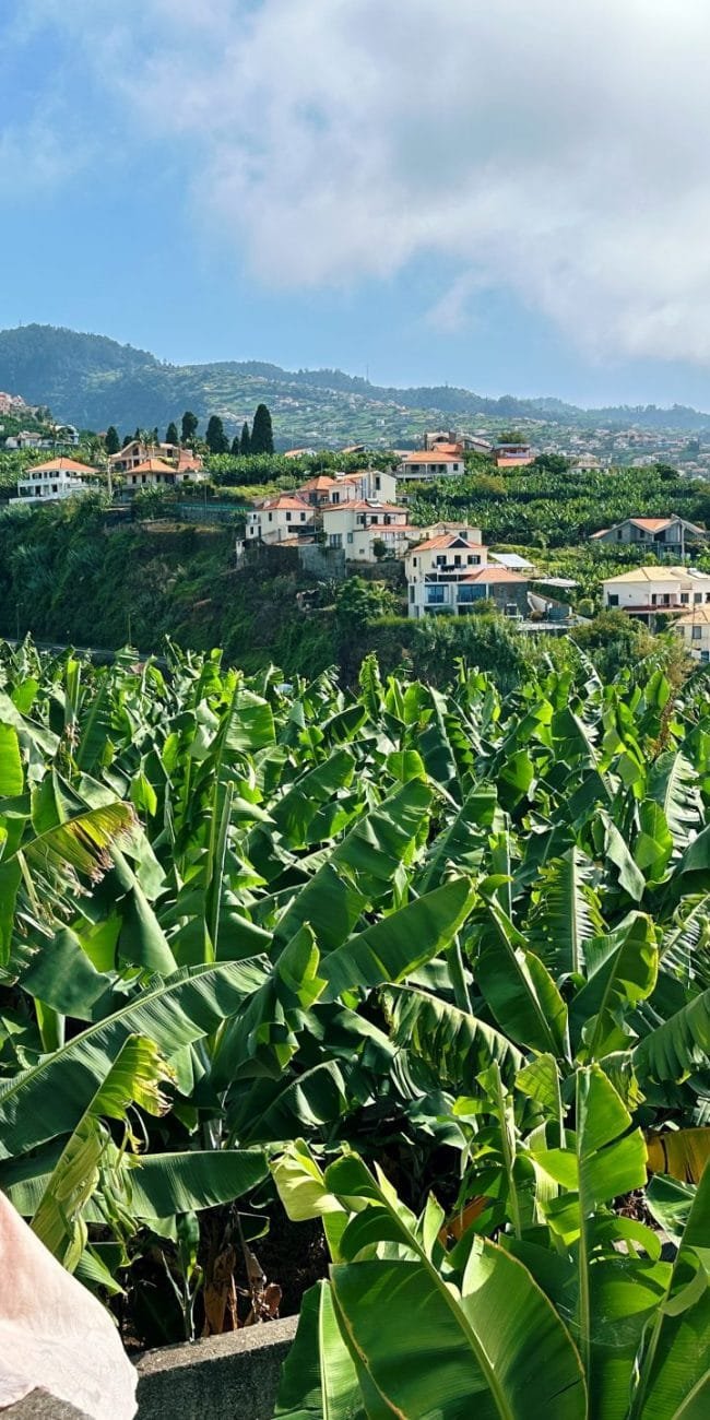 Banana Plantations Madeira
