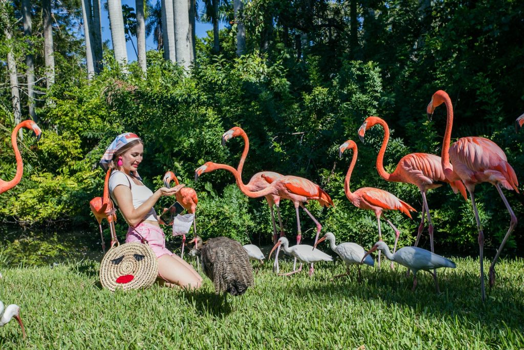 Sarasota flamingos