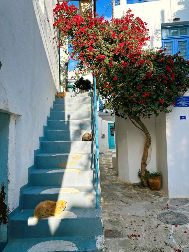 Greek cats Paros Island cats