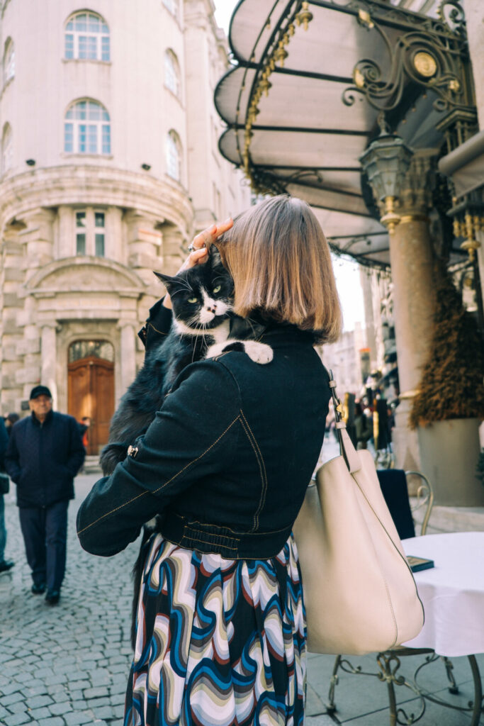 Why Cats Are Everywhere in Istanbul