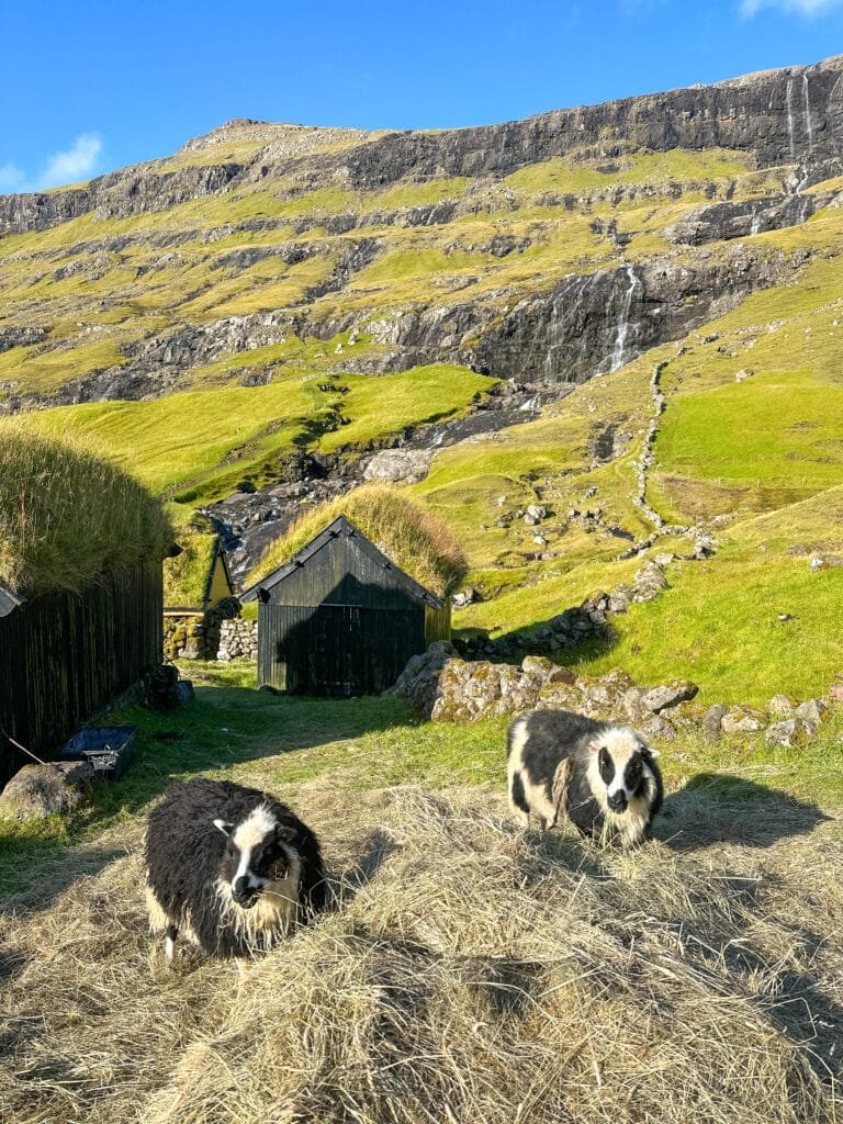 Faroe Islands Sheep in Idyllic Locations